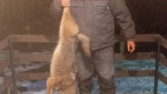 SUZBIJANJE ŠAKALA Zrenjanin izdvaja poseban novac u te svrhe