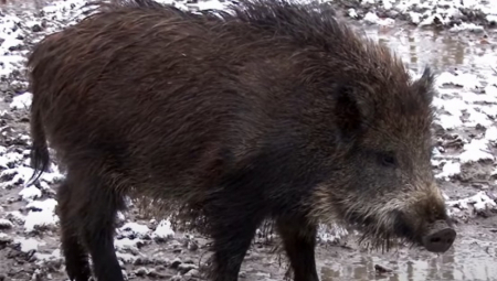 NAJBIZARNIJA VEST KOJU ĆETE DANAS PROČITATI Nemci menjaju ime divljoj svinji zvanoj "Putin" zbog rata u Ukrajini!