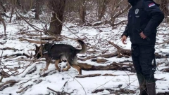 ANGAŽOVAN SPECIJALNI TRAGAČ Tražio je Jelenu Marjanović, sada Mateja Periša!