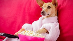 NAJAVA DANA za 21. decembar