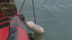 DRAMA U NIŠU Spasioci pokušavaju da izvade telo iz reke!