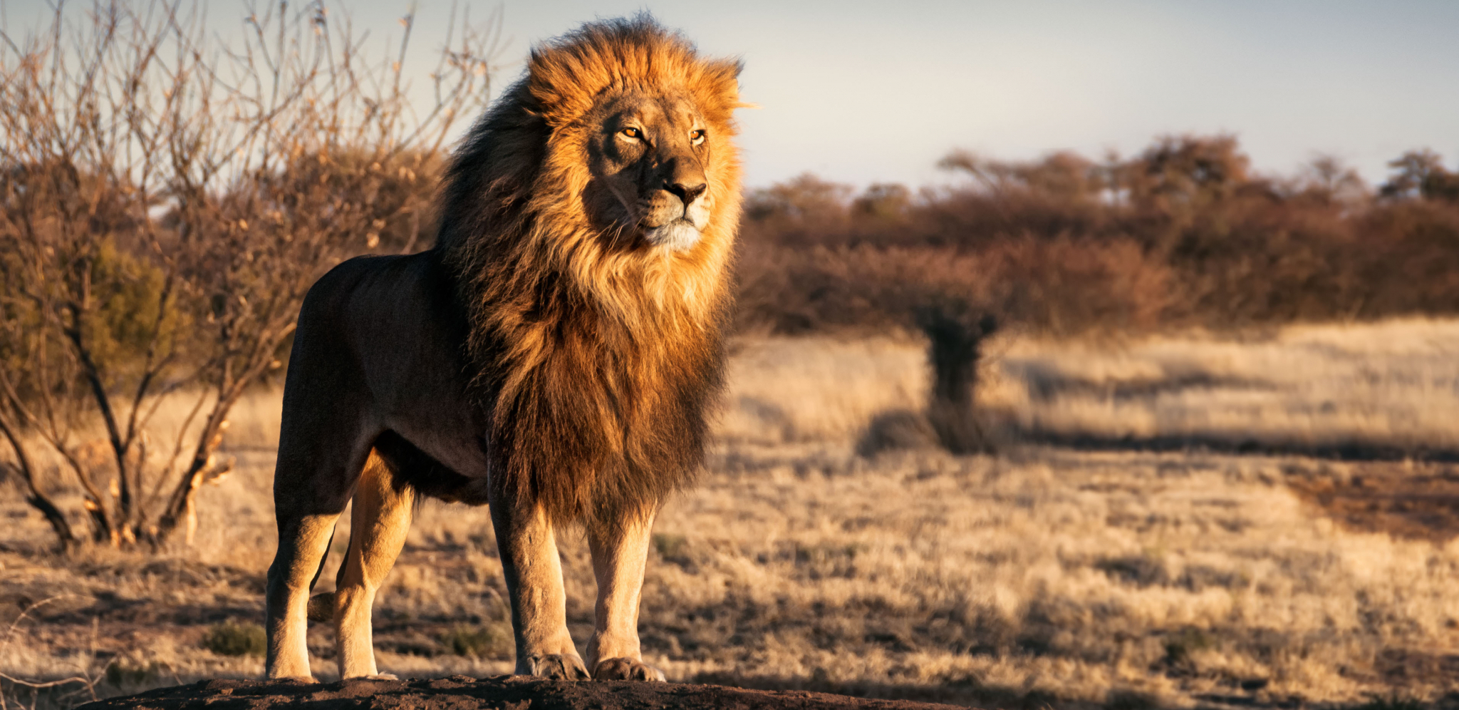 HILJADE ZVERI BEZ KONTROLE Među napuštenim kućnim ljubimcima ima i divljih životinja