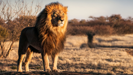 HILJADE ZVERI BEZ KONTROLE Među napuštenim kućnim ljubimcima ima i divljih životinja