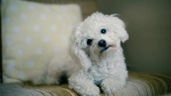 UKOLIKO NISTE ZNALI KOLIKO VAS VAŠ PAS VOLI Ovo su jasni znaci koji će vam to potvrditi