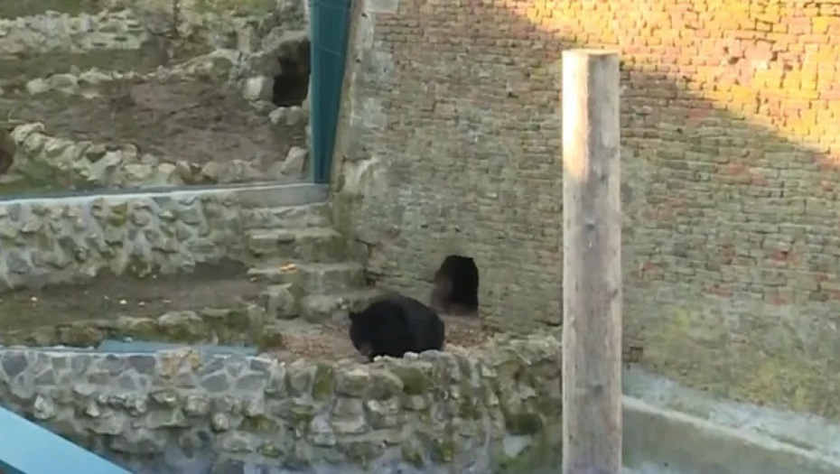 DA LI JE DOŠAO KRAJ ZIME? Medved Uroš je danas izašao iz pećine i nije se vratio u nju!