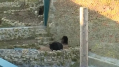 SUTRA ĆEMO ZNATI KOLIKO ĆE ZIMA JOŠ TRAJATI Evo šta znače prave prolećne temperature na Sretenje i da li će meda izaći iz pećine