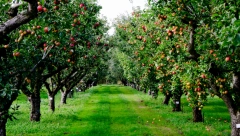 DRVO OVE VOĆKE PRIVLAČI NOVAC I SREĆU: Kinezi ga smatraju moćnim talismanom, stavite ga na ovo mesto za prosperitet