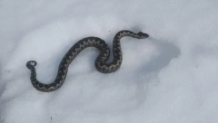 OGROMNA ZMIJA NA SNEGU Srbija zatečena zastrašujućim predskazanjem, meštani kažu da je to loš znak (FOTO)