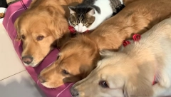 POGLEDAJTE KAKO OVA MACA UŽIVA SA PSIMA Ljubav nema granice (VIDEO)