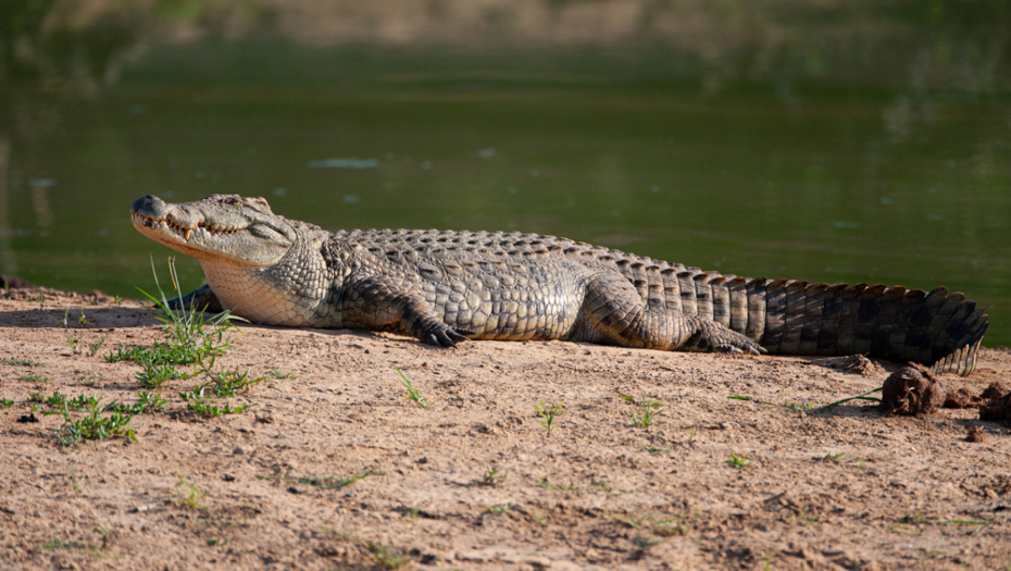 NAPUSTILA GA ŽENA ZBOG KROKODILA Ljubav čoveka i životinje bila jača, čuvao ga kao ljubimca