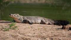 ISTORIJSKO OTKRIĆE NAUČNIKA Pronađen krokodil sa bebom dinosaurusa u stomaku