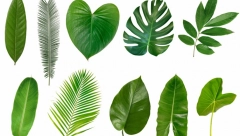 ODABERITE LIST SREĆE I ZAMISLITE ŽELJU: Rešenje testa otkriva da li će se ispuniti, ima jaku simboliku