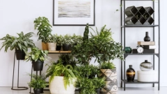 Ne dozvoljavaju negativnoj energiji da uđe u dom: Ove biljke treba da držite pored ulaznih vrata