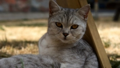 STRUČNJACI OBJAŠNJAVAJU Saznajte šta vaš ljubimac želi i misli u svakom trenutku