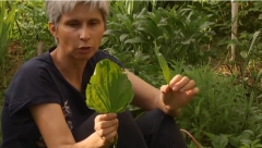 ČUDO NARODNE MEDICINE RASTE U SRBIJI: Nalazi se u svakom dvorištu, bere se i u decembru, a pomaže u lečenju dijabetesa