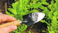 ZA BAŠTU I CVEĆE Preporodite biljke i rešite se štetočina u svom vrtu uz pomoć praška za pecivo