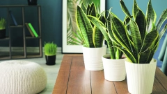 OSAM BILJAKA KOJE RASTU U MRAKU! Idealne za mračne sobe, kancelarije, hodnike,... (FOTO)