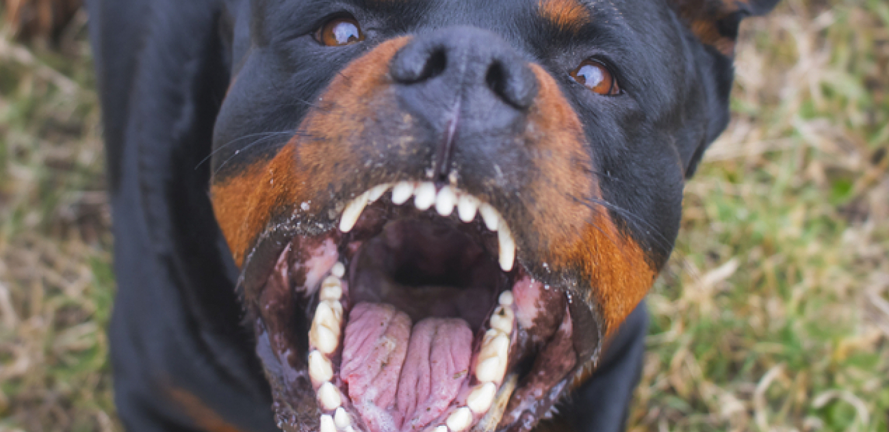 KAPULJAČA JOJ SPASILA ŽIVOT Devojčicu (7) izujedao Rotvajler po licu, primljena u bolnicu sa teškim povredama!