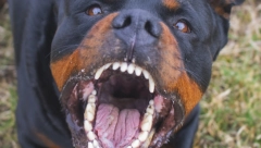 KAKO REAGOVATI NA NAPAD PASA Od rotvajlera ćete se teško zaštititi, ali ima jedna caka