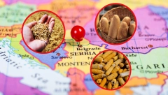 U SRBIJI NEĆE BITI NESTAŠICE HRANE I POSKUPLJENJA KAO U DRUGIM ZEMLJAMA Pšenice imamo za godinu dana, kukuruza za deset meseci!