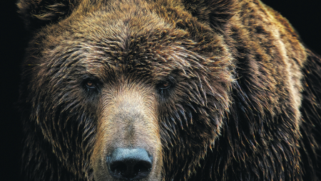 ČETIRI MEDVEDA PROVALILA U ŠTALU I NAPALA STADO OVACA: Domaćin jedva izvukao živu glavu