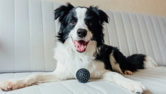 EVO KAKO DA REŠITE OVAJ PROBLEM Da li vas pas previše laje