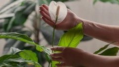 ODMAH UZMITE PELCER Veruje se da neudatim donosi brak, a udatim decu