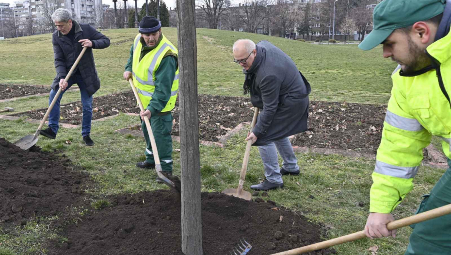 "SADIŠA" OPET NA ZADATKU! Vesić prisustvovao presađivanju stabala, drveće nastavlja da živi, a samo tako Beograd pobeđuje! (FOTO/VIDEO)