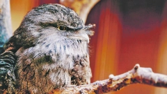 ZVUČI ZLOKOBNO Noćna ptica koja kad se uplaši, glumi da je grana