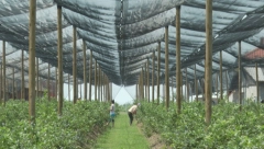 STIŽU RADNICI IZ UKRAJINE Kilogram borovnice ove godine i do šest evra, očekuje se rekordna otkupna cena, ali postoji jedan problem!