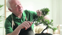 DRVCE U POSUDI Iako nije biljka pogodna za početnike, može vam pružiti dosta uživanja