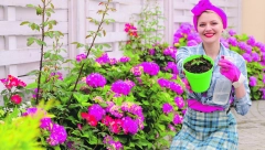 RASTVOR KOJI ČINI ČUDA ZA CVEĆE Brzo i lako oporavite uvele biljke