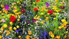 ISKORISTITE OVO POVRĆE KAO PRIRODNO ĐUBRIVO: Najbolja PRIHRANA od koje cveće BUJA kao blesavo