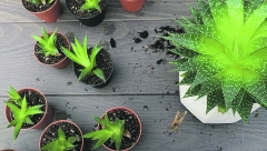 DOBRO JE IMATI JE U SVOM DOMU Razmnožite aloju bez muke