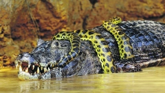 NAMERI SE JUNAK NA JUNAKA U borbi krokodila i anakonde pobednik je uvek neizvestan