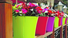 NIJE SVAKA SAKSIJA ZA SVAKO CVEĆE Plastika, glina, keramika, pogrešan izbor uništava biljku, evo koja je najbolja