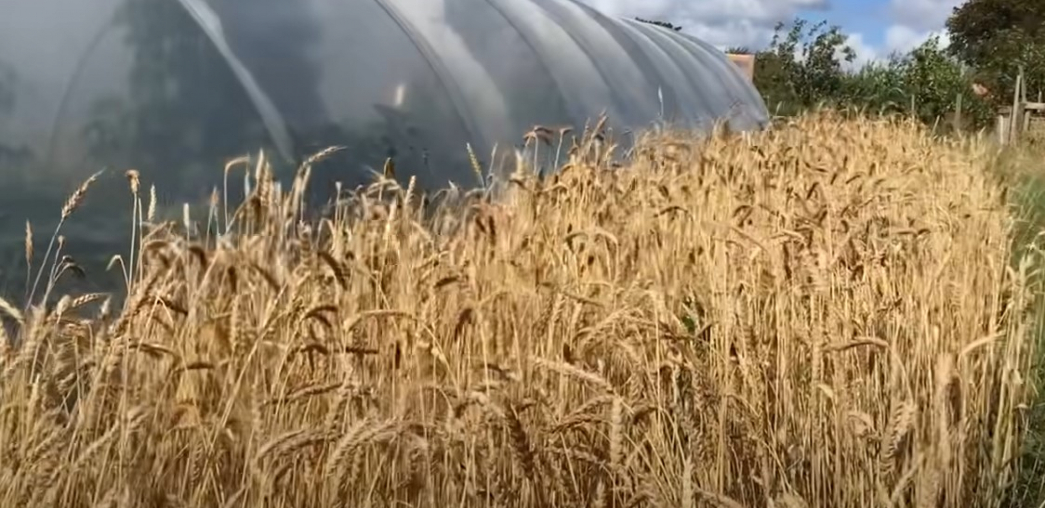 POSKUPELA PŠENICA NA SVETSKOM TRŽIŠTU Kolaps sporazuma o izvozu žitarica preko ukrajinskih luka vinuo cene u nebo