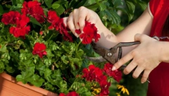 PREMA FENG ČUIJU OVIH PET SOBNIH BILJAKA TERAJU NEGATIVNU ENERGIJU Jedna vam može pomoći da privučete bogatstvo ako stavite novčić u saksiju