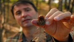 JESTE LI ZNALI Skuvajte kafu od žira i dobićete najbolji lek za bolest današnjice
