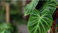 OVE BILJKE NIKAKO NE DRŽITE U KUĆI Mnoga domaćinstva ih imaju a donose samo nesreću i bedu