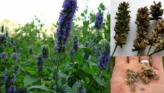 SPAS ZA SRCE Seme koje ima više omega 3 masnih kiselina od lososa, potpomaže i gubitak kilograma