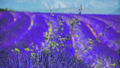 SUZBIJAJU NAPETOST Ove biljke mogu da smanje stres ako ih držite u svojoj blizini