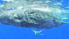 OVO SIGURNO NISTE ZNALI Izmet kitova se pokazao kao usisivač ugljen-dioksida u moru