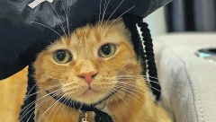 KAJLO JE POSTAO IKONA GRADA Upoznajte macu kradljivicu