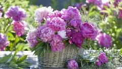 VREDI GA POSADITI Ovo cveće čuva brak i tera negativu energiju