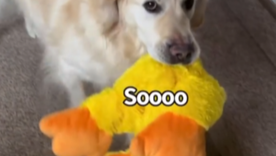 MASKIRAJUĆI SE U NJEGOVU OMILJENU IGRAČKU Vlasnik je odlučio da priredi iznenađenje svom psu (VIDEO)