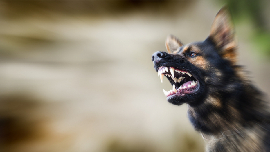 UŽAS Devojčicu izujedali psi u Jakovu