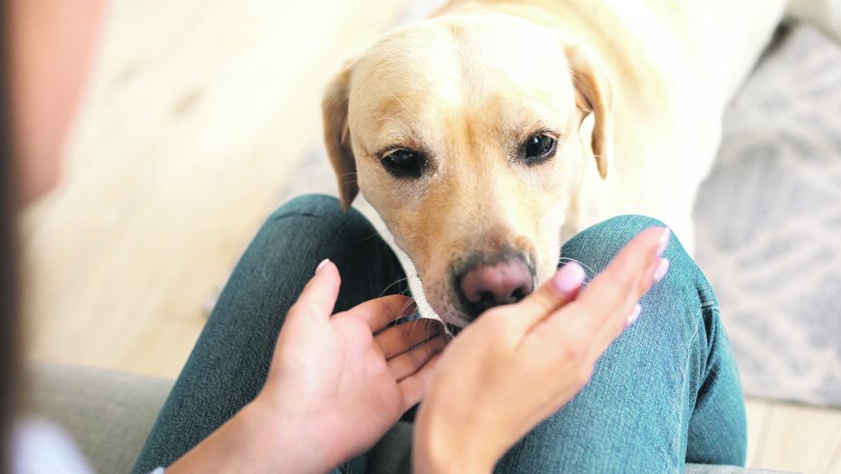 OVO JE JEDINI RAZLOG Trener pasa otkriva zašto vaš ljubimac neće da vam vrati loptu kada se igrate (VIDEO)