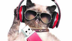 ISTRAŽIVANJE JE POKAZALO Mačke su kao i psi odlične u pamćenju detalja