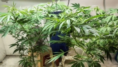 KAKO SRBI GAJE MARIHUANU PO KUĆAMA Plaćaju rođene babe i dede da im zalivaju ZABRANJENU biljku!